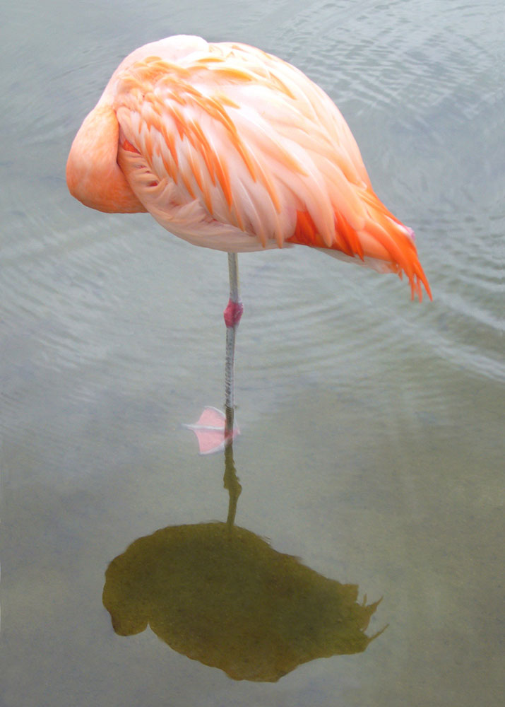 Flamingo